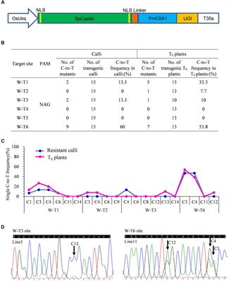 Increasing Cytosine Base Editing Scope and Efficiency With Engineered Cas9-PmCDA1 Fusions and the Modified sgRNA in Rice